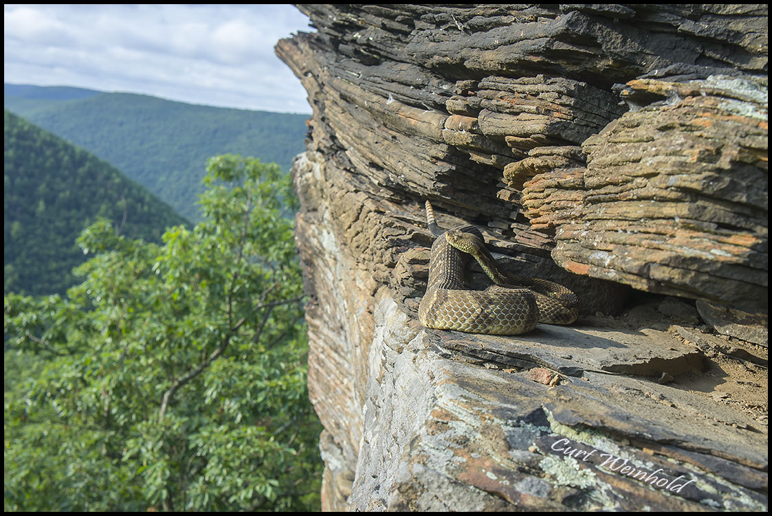 Yellow-phase rattlesnake