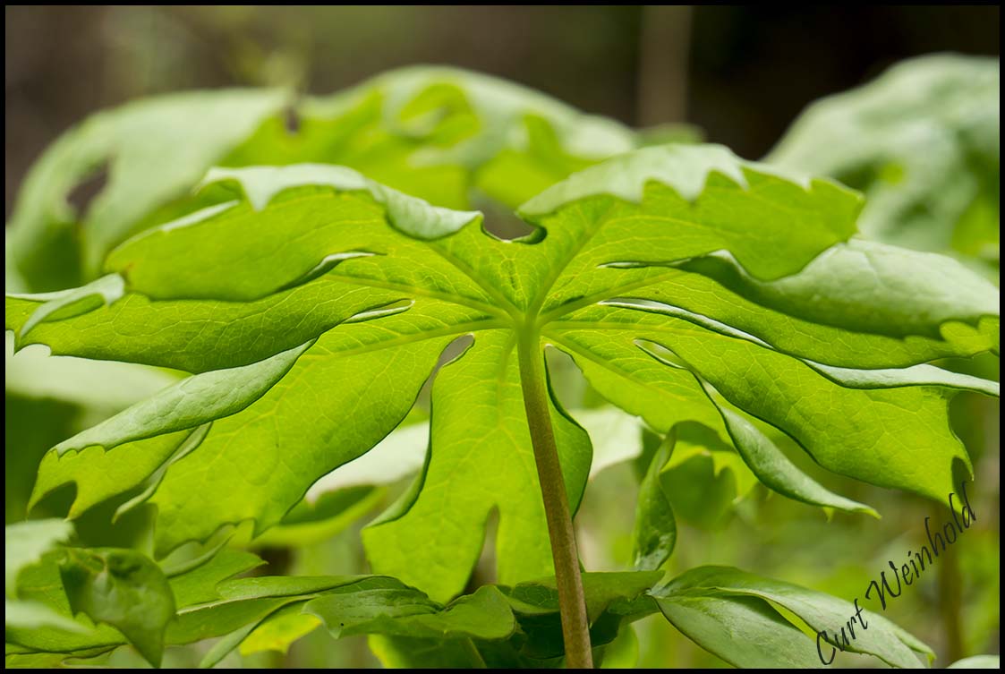 MayApple