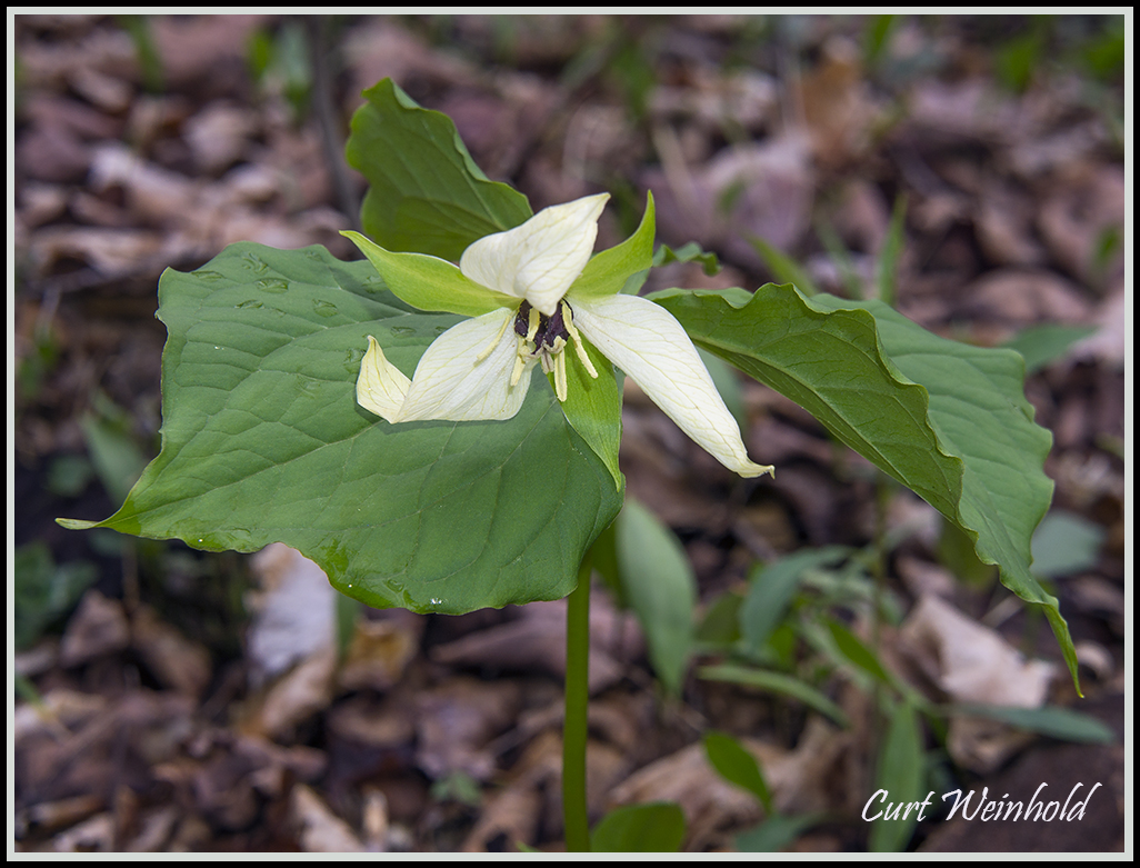 Ivory Trillium