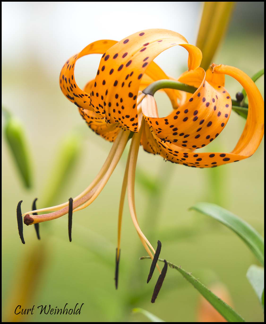 Turks-Cap Lily 