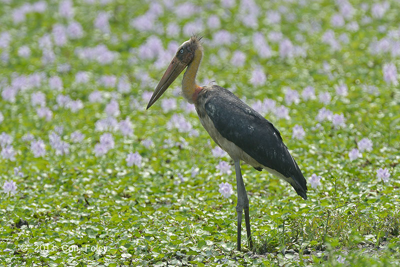 Adjutant, Lesser @ Kaziranga