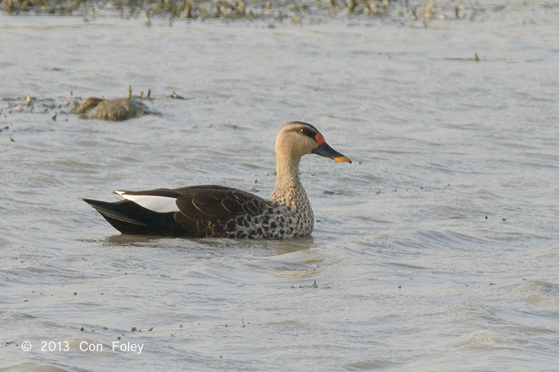 Duck, Spot-billed @ Kaziranga