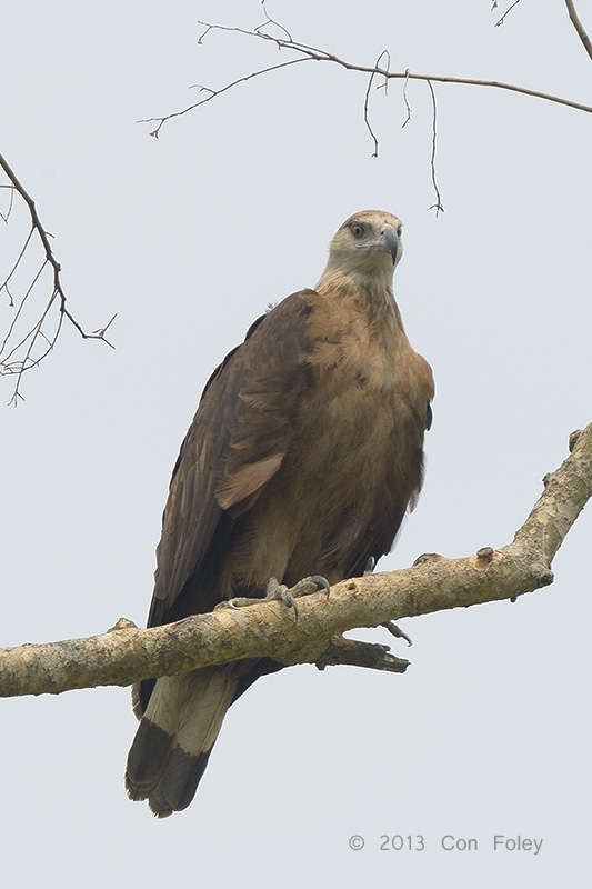 Eagle, Pallass Fish @ Kaziranga