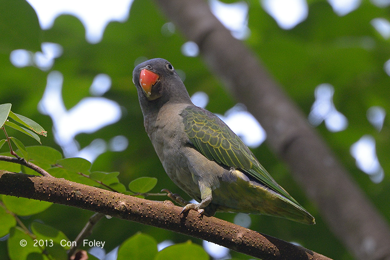 Parrot, Blue-rumped (male) @ Venus Drive