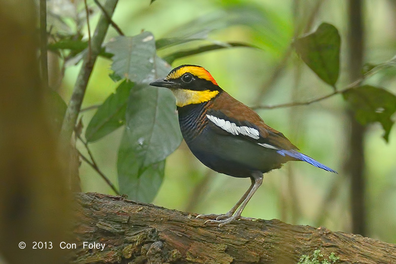 Pitta, Malayan Banded (male)