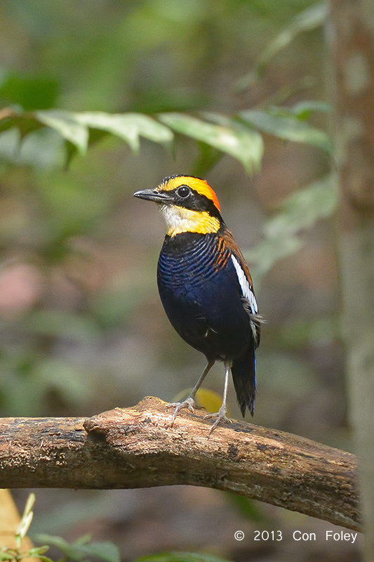 Pitta, Malayan Banded (male)
