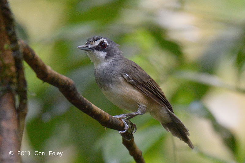 Babbler, Grey-breasted