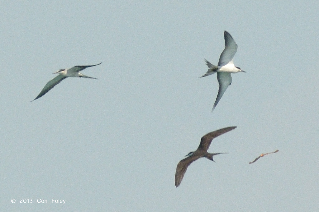 Terns, Bridled & Moth @ near Horsburgh Lighthouse