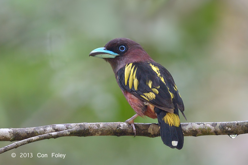 Broadbill, Banded (female)