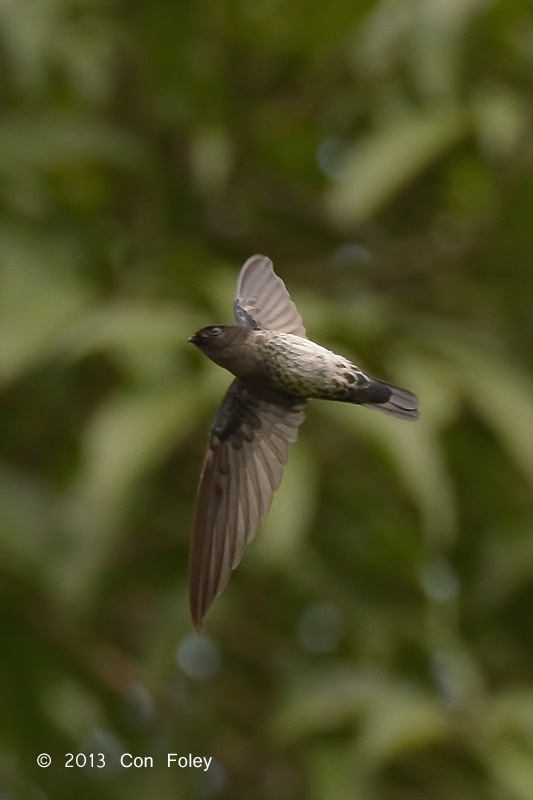 Swiftlet, Glossy @ Venus Drive