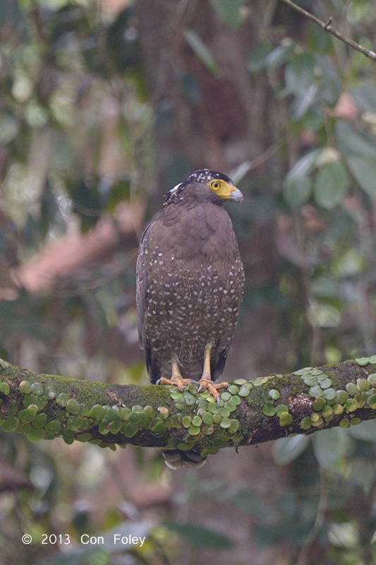 Eagle, Crested Serpent