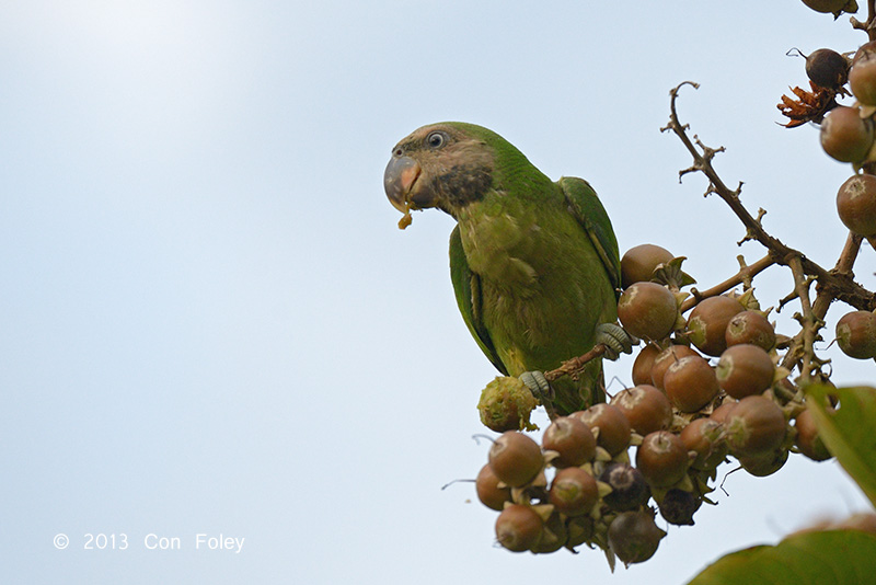 Parakeet, Red-breasted (juv) @ Halus
