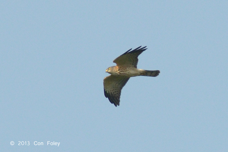 Goshawk, Chinese (juv) @ Jelutong