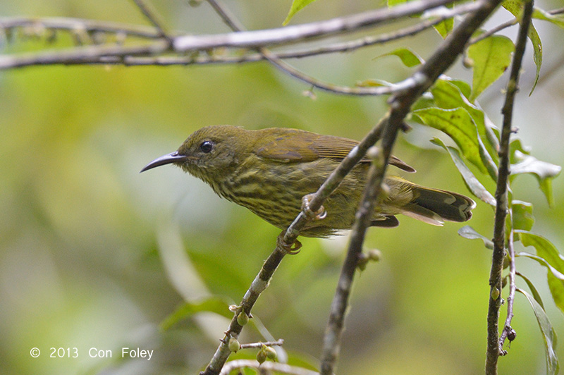 Sunbird, Purple-naped (fem)