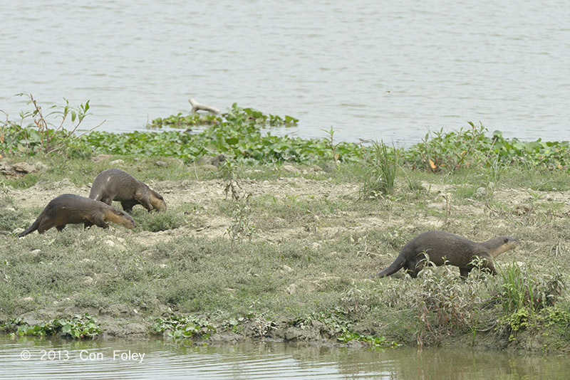 Otter, Smooth Clawed @ Kaziranga