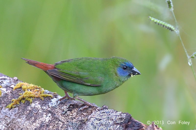 Parrot-finch Blue-faced (male) @ Mt Lewis
