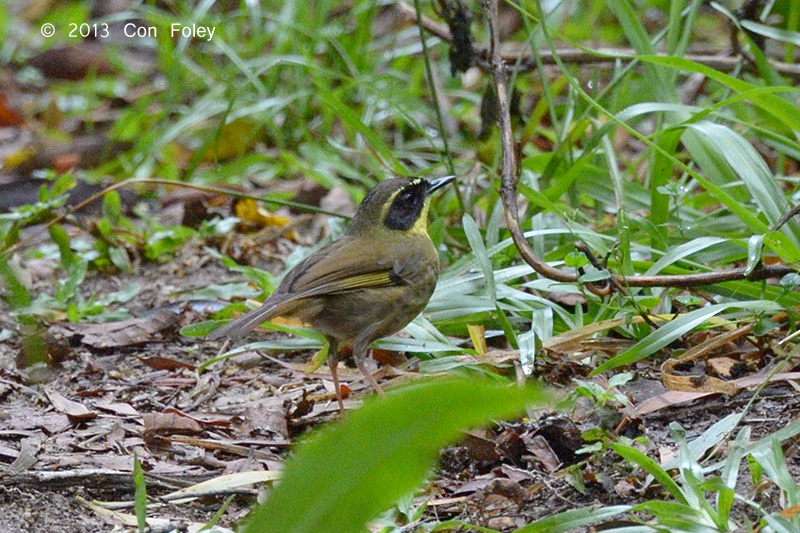 Scrubwren, Yellow-throated (male) @ Mt Lewis