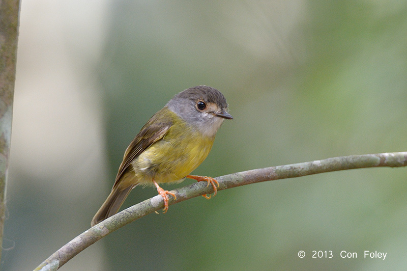 Robin, Pale Yellow @ Kingfisher Park