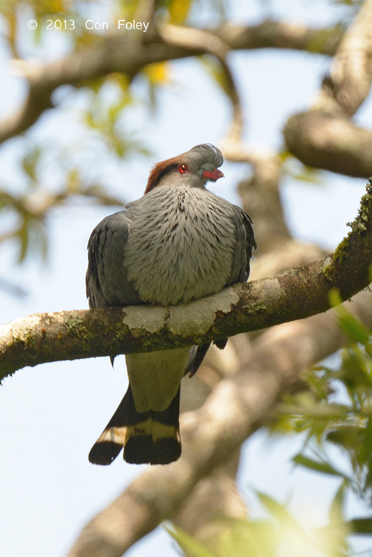 Pigeon, Topknot @ Mt Lewis