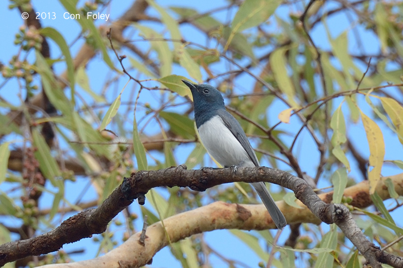 Flycatcher Leaden male D42_2531.jpg