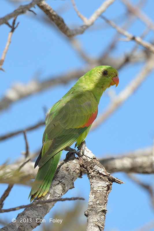 Parrot, Red-winged (female) @ Mt Molloy