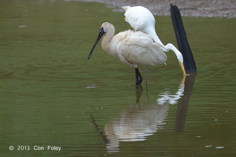 Spoonbill, Royal @ Beatrice Rd, Daintree