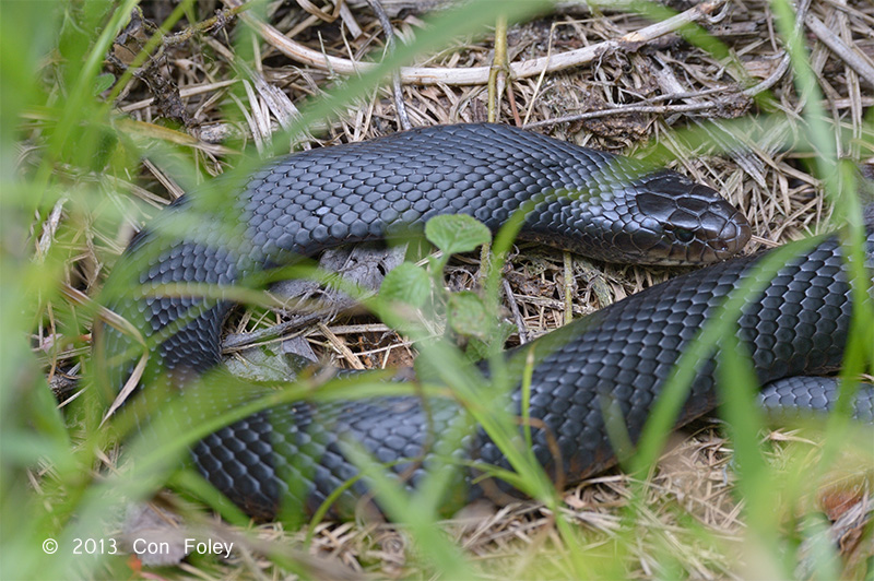 Red-bellied Black Snake @ Mt Lewis