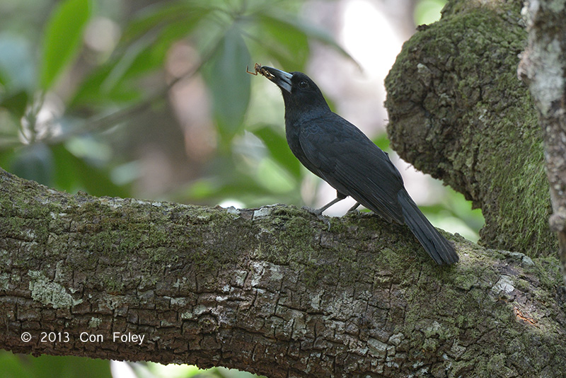 Butcherbird, Black @ Jindalba