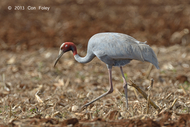 Crane, Sarus @ Marks Lane, Atherton