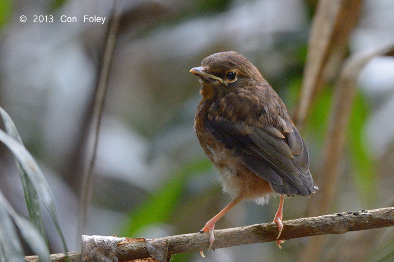 Robin, Grey-headed (juv) @ Chambers Wildlife