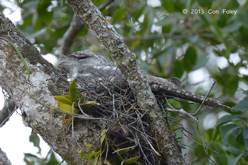 Frogmouth, Papuan (male) @ Daintree River