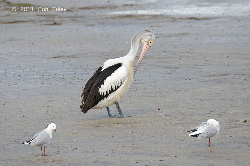 Pelican, Australian @ Esplanade, Cairns