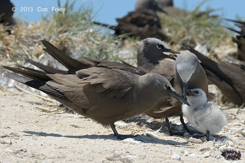 Noddy, Common @ Michaelmas Cay