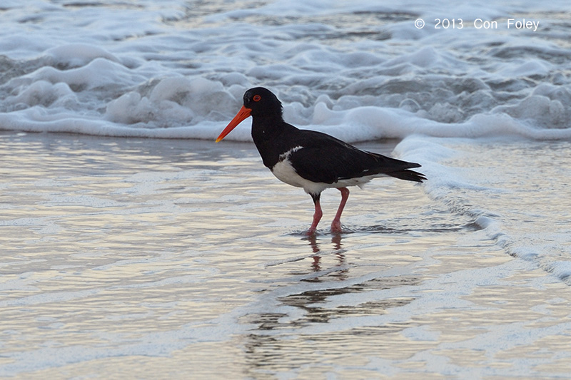 Oystercatcher, Australian Pied @ Yorkeys Knob