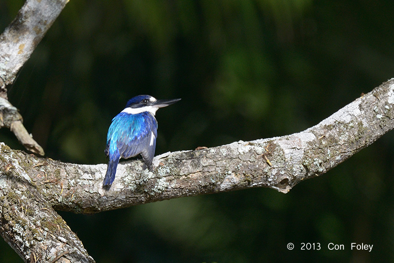 Kingfisher, Forest @ Stewart Creek Rd