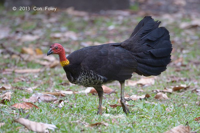 Brush-turkey, Australian (female) @ Mt Hypipamee