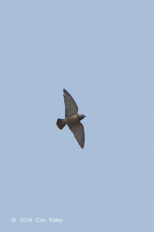 Woodswallow, Ashy @ Chiang Saen