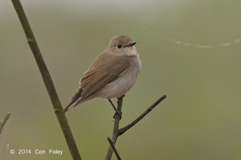 Flycatcher, Taiga @ Chiang Saen Lake