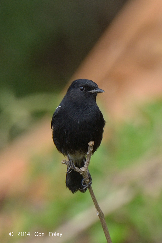 Bushchat, Pied (male) @ Lake Chiang Saen