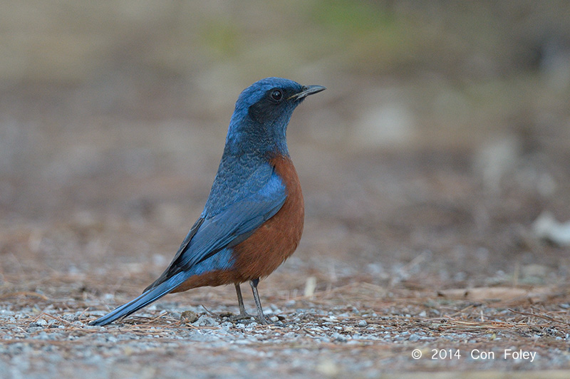 Thrush, Chestnut-bellied Rock (male) @ Doi Lang