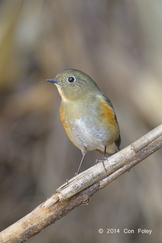 Bluetail, Himalayan (female) @ Doi Lang