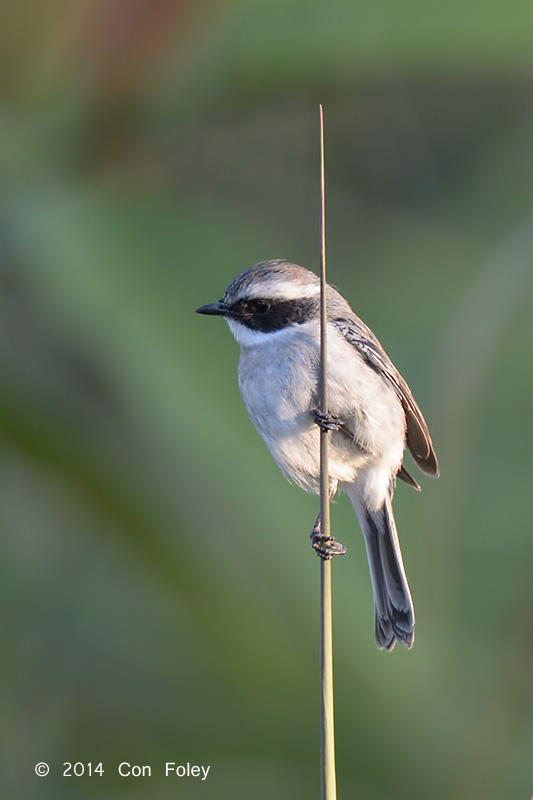 Bushchat, Grey (male) @ Doi Lang