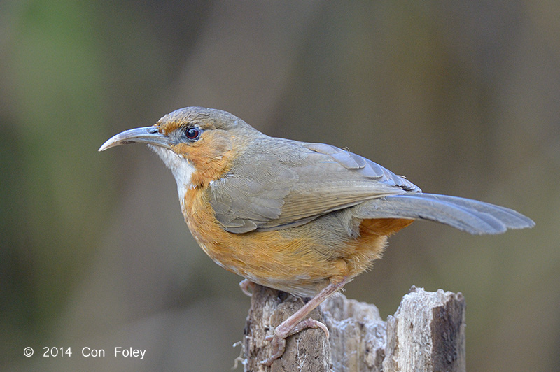 Babbler, Rusty-cheeked Scimitar @ Doi Lang