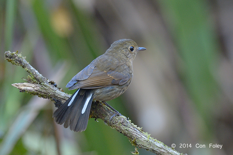 Robin, White-tailed (female) @ Doi Lang