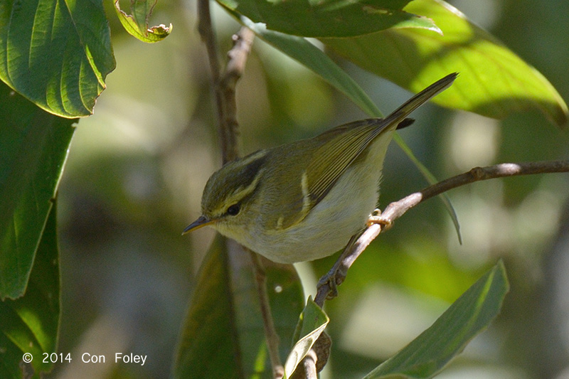 Warbler, White-tailed Leaf @ Doi Lang