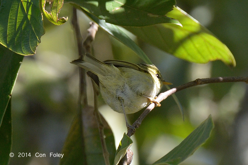 Warbler, White-tailed Leaf @ Doi Lang