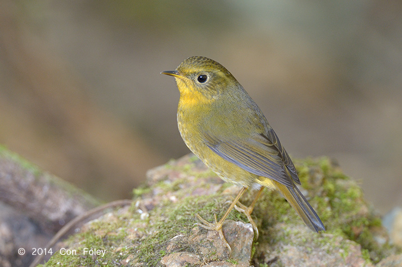 Bush-robin, Golden (female) @ Doi Lang