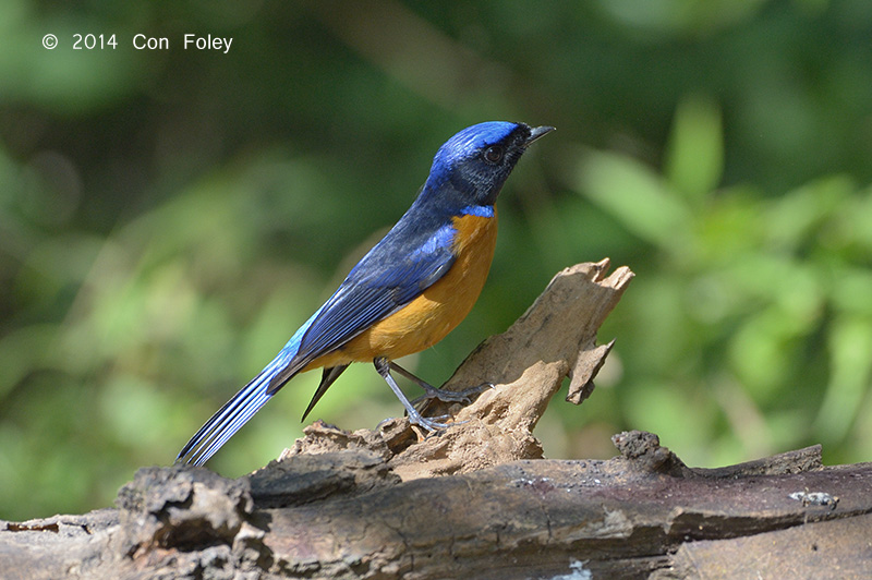 Niltava, Rufous-bellied (male) @ Kings Project