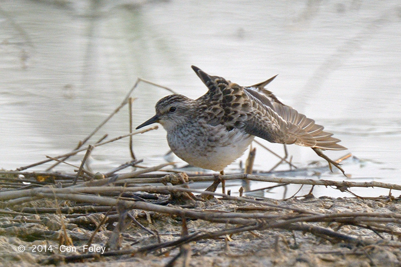 Stint, Long-toed @ Seletar