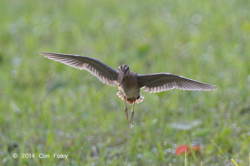 Snipe, Pintail @ Chao Chu Kang